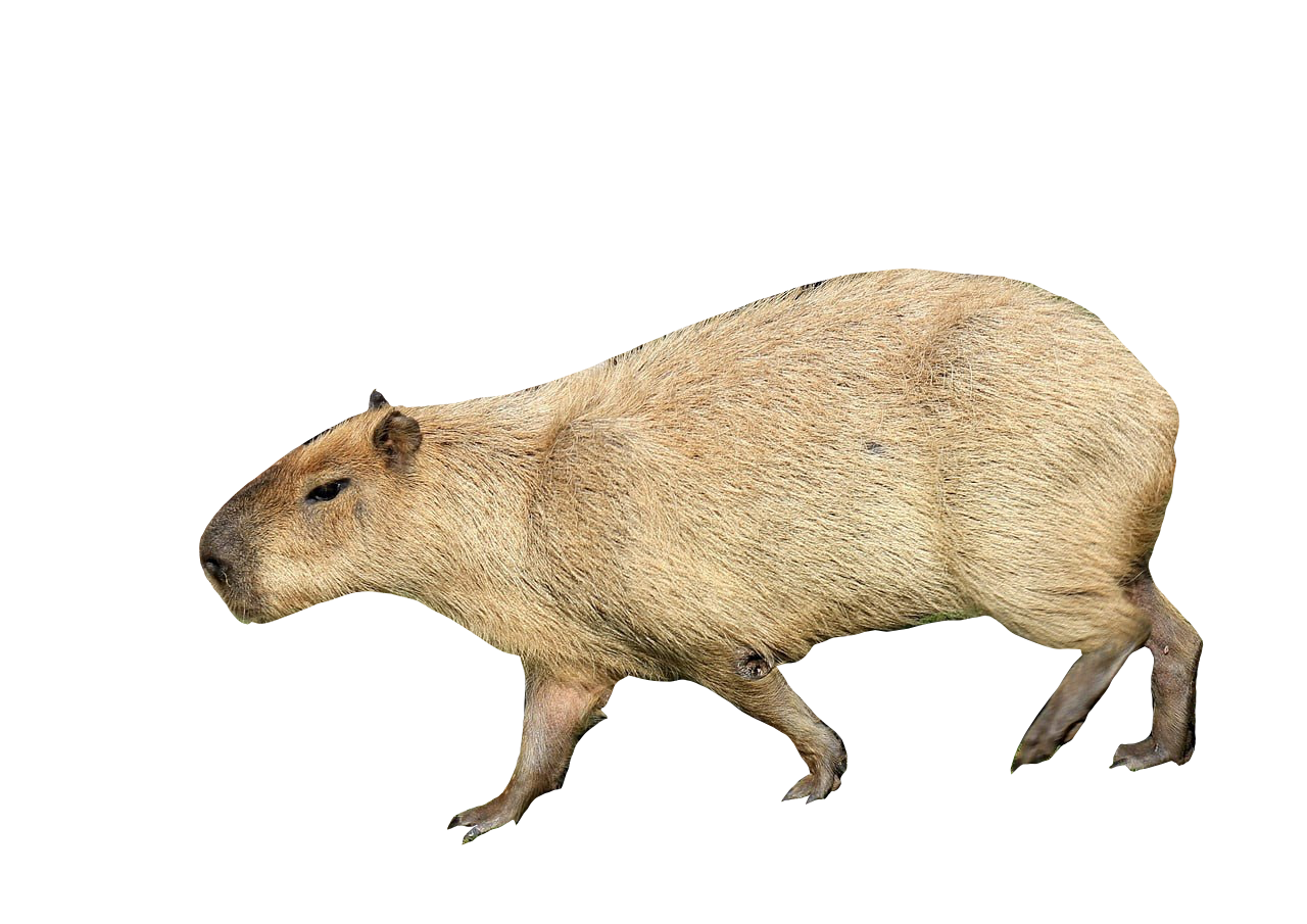 Capybara Right