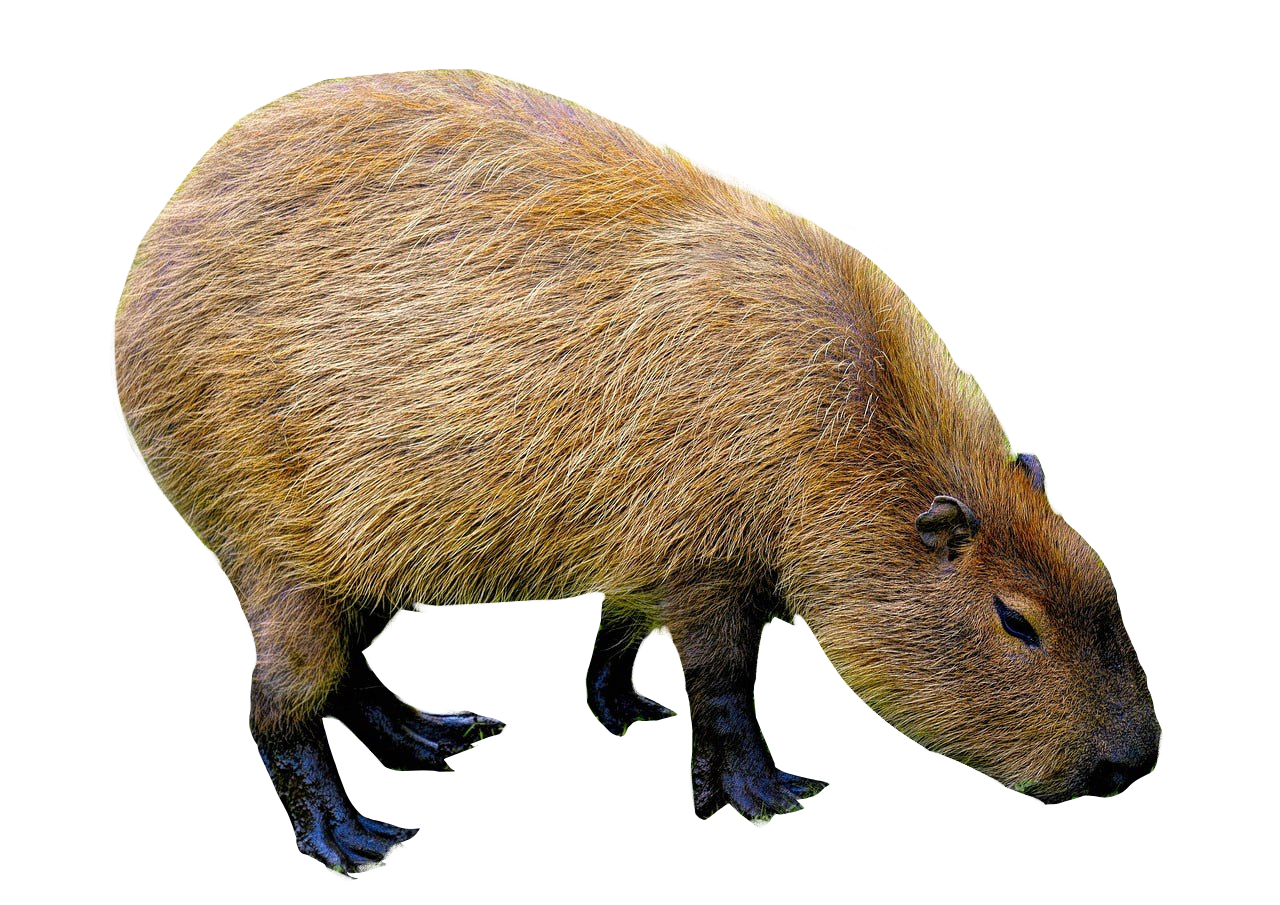 Capybara Left